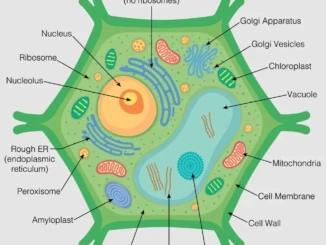 celula